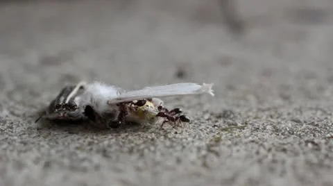 Ants Moving Moth Carcass Stock Footage 12350819