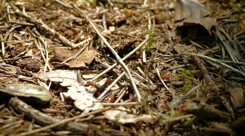 Ants moving over a forest floor Stock Footage