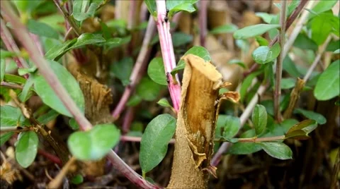 Ants moving on the plant Video stock 65775893