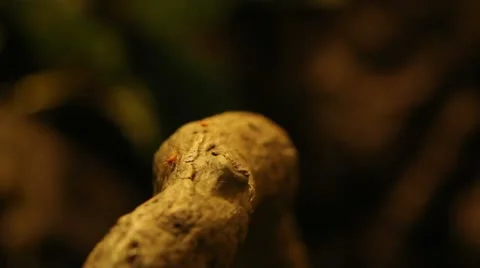 Ants moving plants 库存影片 12757353