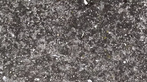 Ants moving sunflower seed-High Stock Footage 78453667