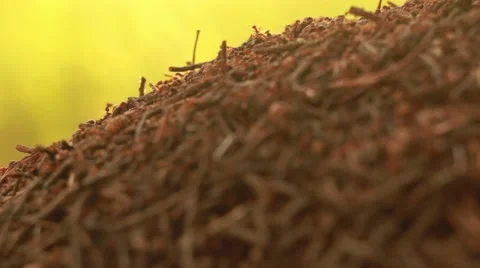 Ants moving on the surface of an ant-hill in soft evening light Stock Footage 54541108