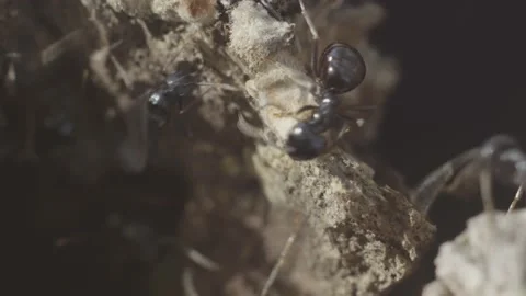 Ants moving in their snout Stock Footage 166411612