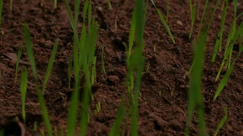 Ants moving through the grass Stock Footage 124257123