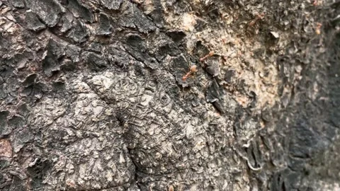 Ants moving on the tree bark Stock-Footage 172180751