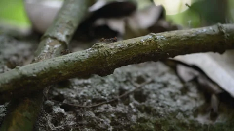 Ants moving on the tree branch Stock Footage 28013155