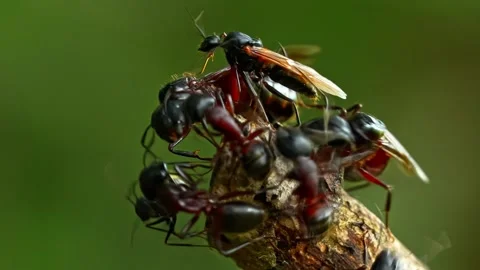 Ants moving on tree branch as winged ant flies away Stock Footage 340758691