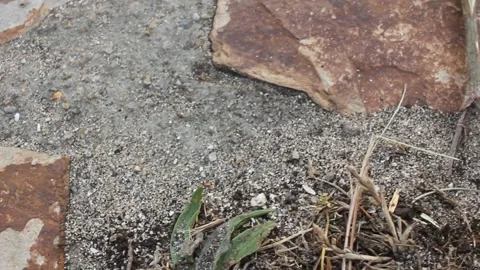 Ants moving under sunset light Stock Footage 313164756