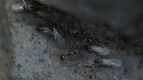 Ants in the nature Stock Footage 90085790
