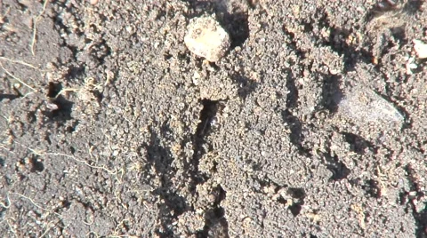 Ants nest-03 Stock Footage 55292264