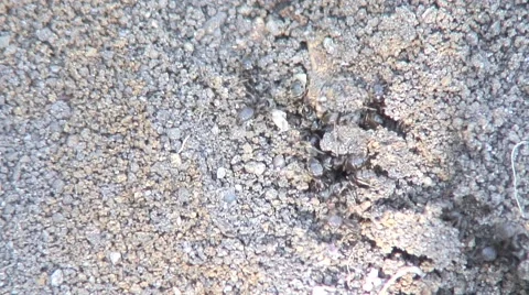 Ants nest-04 Video stock 55292278