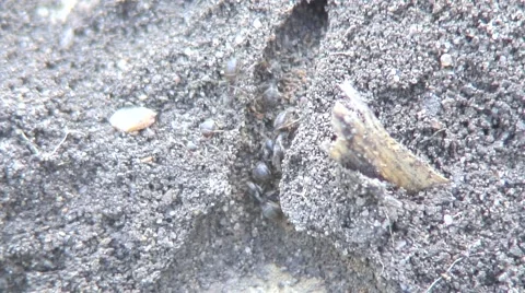 Ants nest-05 Stock Footage 55292215