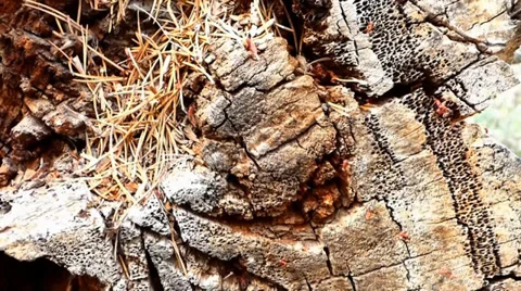 Ants Nest in a Dead Log Video stock 38841583
