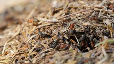 Ants nest. Fire ants crawling on the ant hill in the woods. Stock Footage 71507569