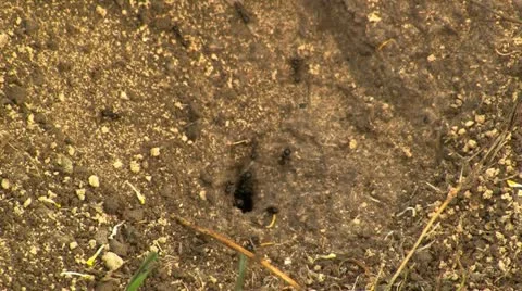 Ants in nest 스톡 동영상 12060299
