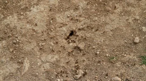 Ants nest 動画素材 22340223
