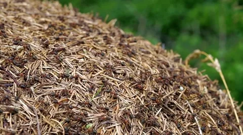 Ants nest Video stock 42557424
