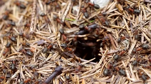 Ants nest Video stock 42559398