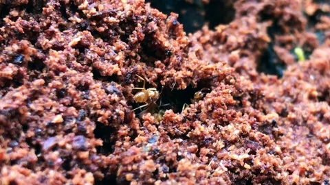 Ants nest Stock Footage 82359103