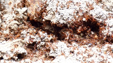 Ants nest Stock-Footage 123551545