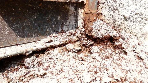 Ants nest Video stock 123551705