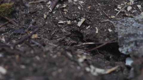 Ant's nest  Stock Footage 131247743