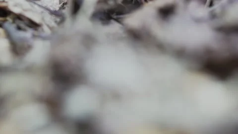 Ant's nest  Stock Footage 131253411