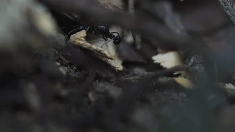 Ant's nest  Stock Footage 131253926