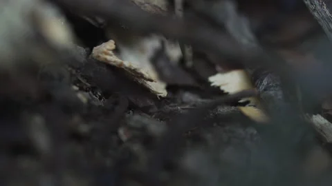 Ant's nest  Stock Footage 131254127