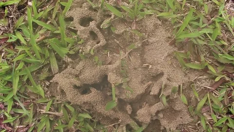 Ants nest on the ground Stock Footage 78394976