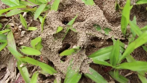 Ants nest on the ground Stock-Footage 78394996