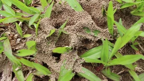 Ants nest on the ground Stock Footage 78395056