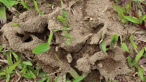 Ants nest on the ground Stock Footage 78395081