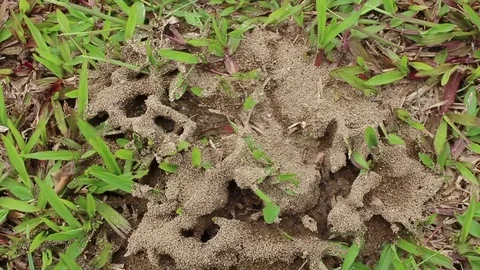 Ants nest on the ground Stock-Footage 78396077