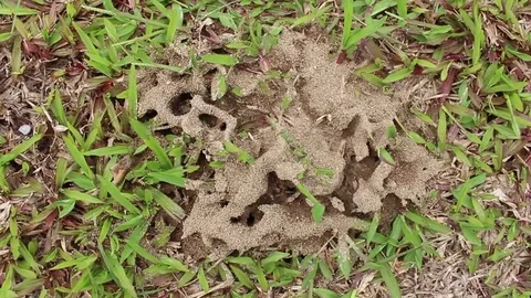 Ants nest on the ground Stock Footage 78396124