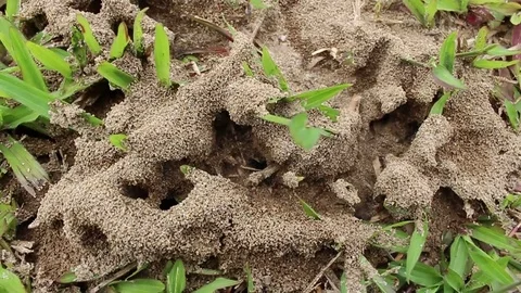 Ants nest on the ground Stock Footage 78396211