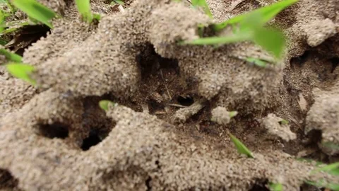 Ants nest on the ground Stock Footage 78396233