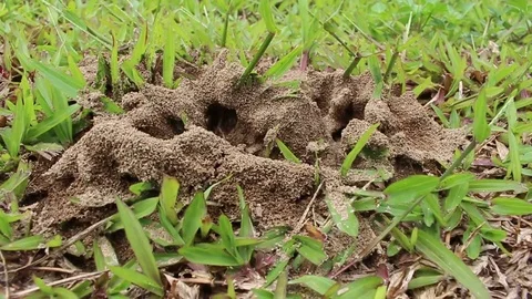 Ants nest on the ground Stock Footage 78396237