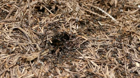 Ants Nest with High Activity in Slow Motion Stock Footage 64727260