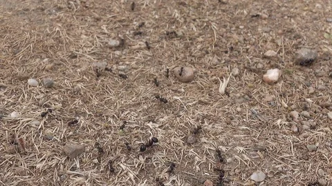 Ants nest line Stock Footage 111719352