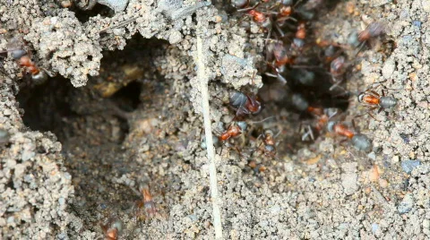 Ants nest. Macro. Stock Footage