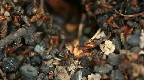 Ants nest. Macro. Stock Footage