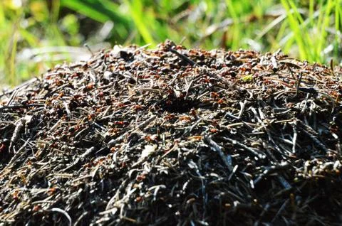 Ants nest Stock Photos