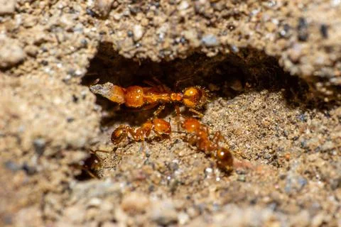 Ants in the nest Stock Photos