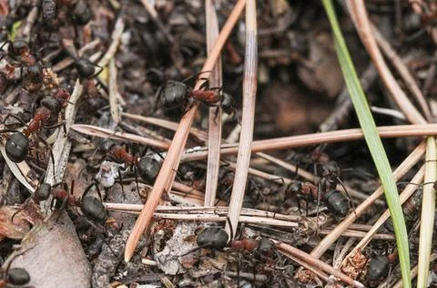 Ants in the nest Stock Photos