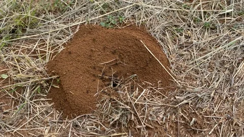 Ants nest timelapse Stock Footage 168758971
