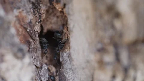 Ants at nest in tree bark, slow motion Stock Footage 338167392