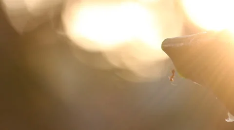 Ants on nest tree Stock Footage 37113934