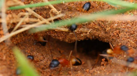 Ants Nest - Worker Ants Stock Footage 36043438