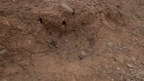 Ants nest working carrying walking dirt soil gravel countryside nature wildlife Stock Footage 332913924